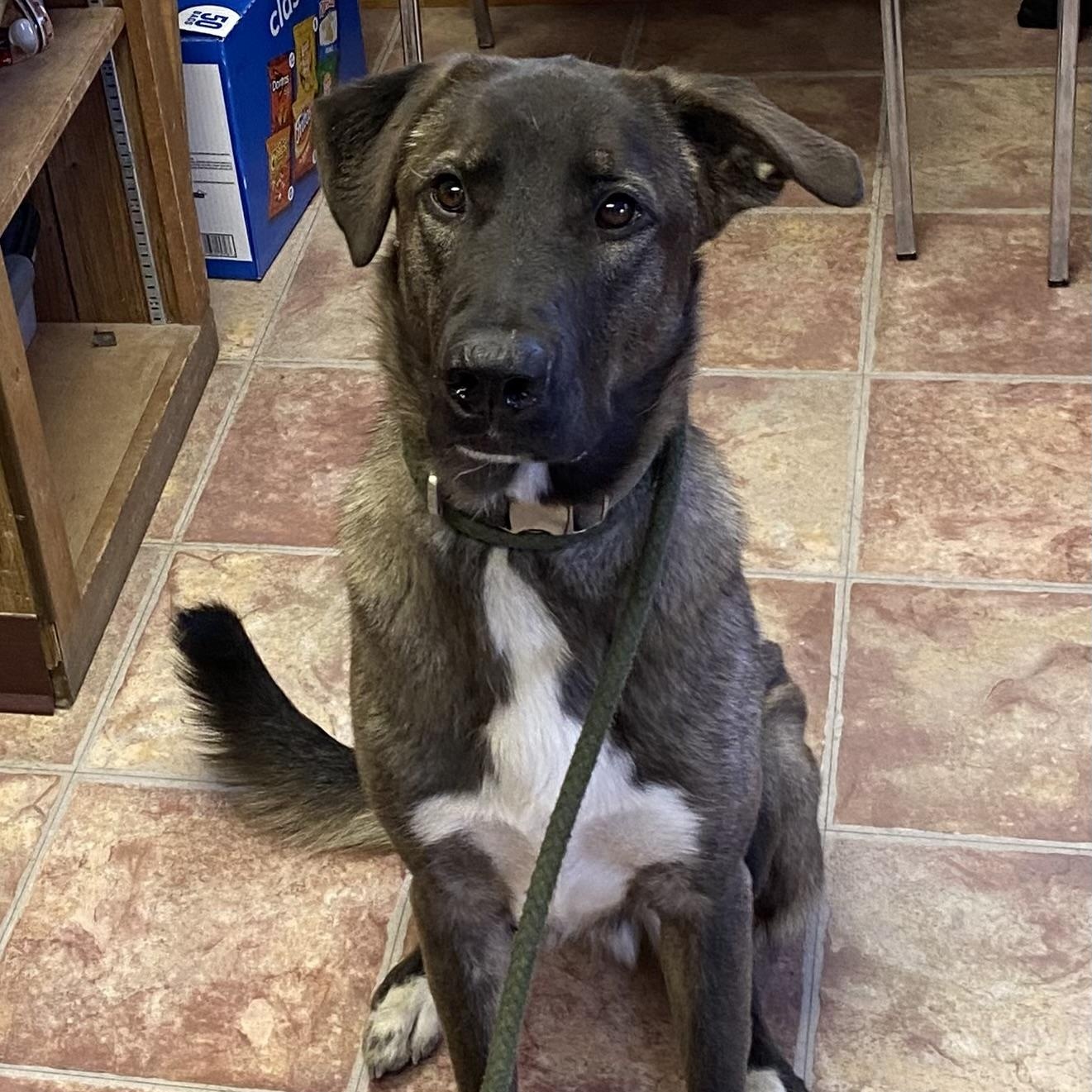 Koda, Adopted, Young Male German Shepherd Dog.