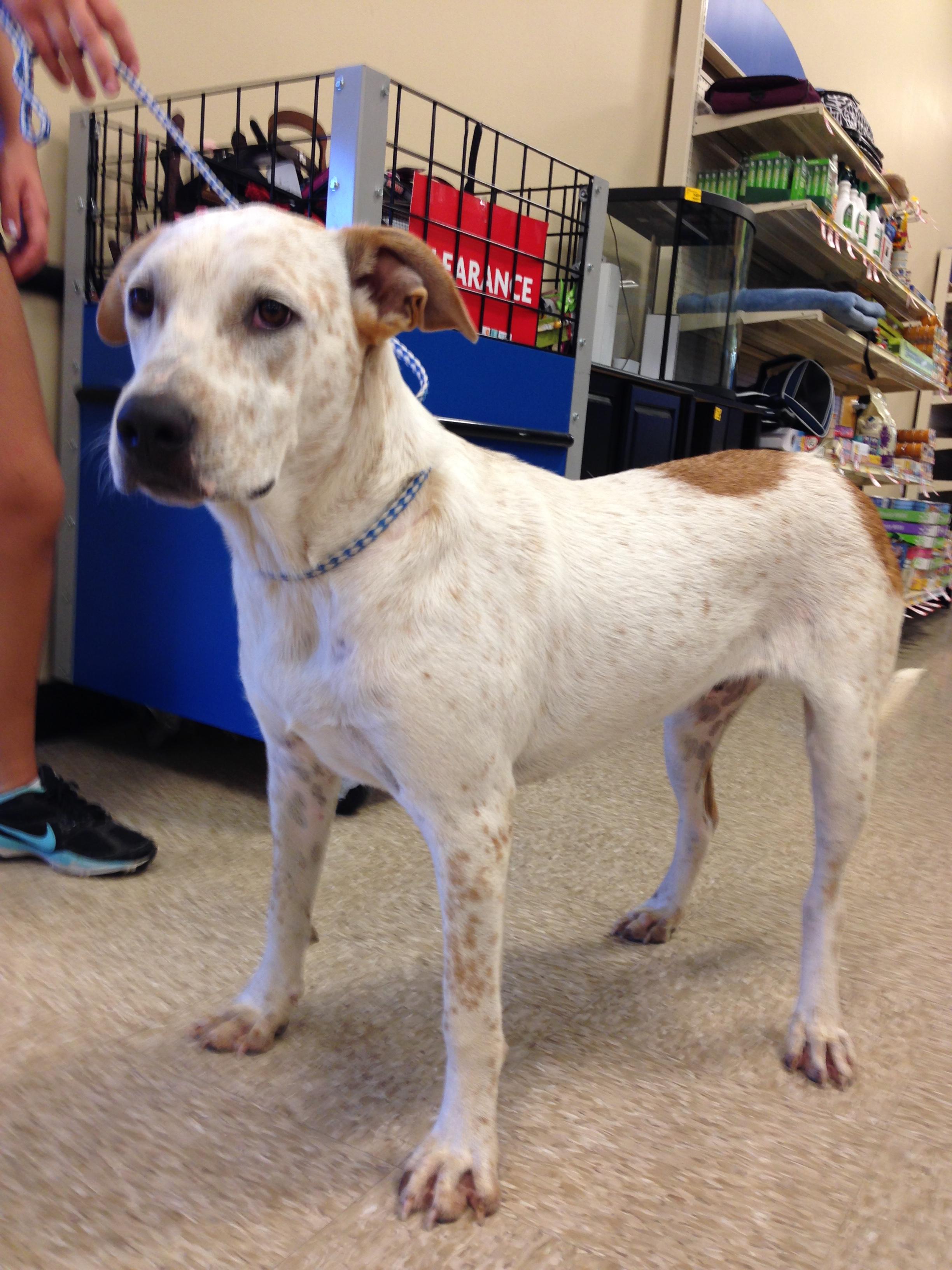 Enlarge Brad, a Adoptable mixed breed in Plano, TX image 1/1