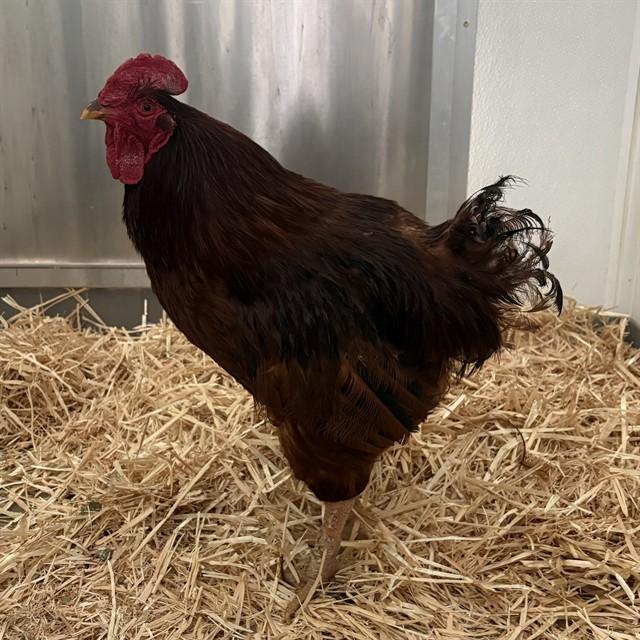 VEGAS, Adoptable, Young Male Chicken.