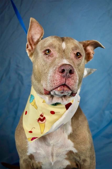 MILLIE, Adoptable, Adult Female Pit Bull Terrier.