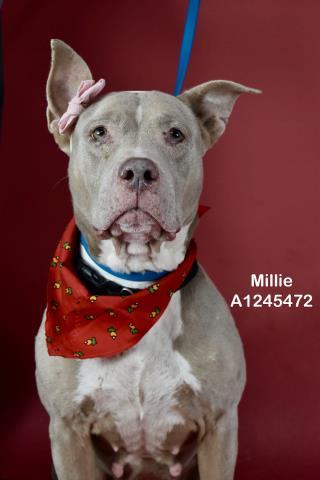 MILLIE, Adoptable, Adult Female Pit Bull Terrier.