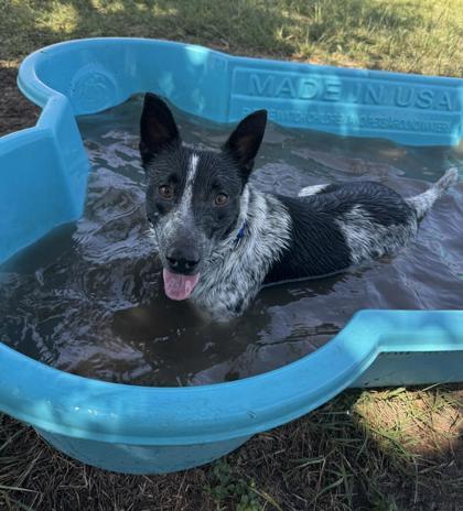 Mickey, Adoptable, Adult Male Mixed Breed & Mixed Breed.