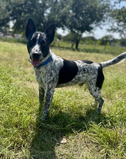 Enlarge Mickey, a Adoptable Mixed Breed in Buchanan Dam, TX image 2/3