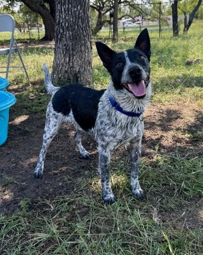 Enlarge Mickey, a Adoptable Mixed Breed in Buchanan Dam, TX image 3/3