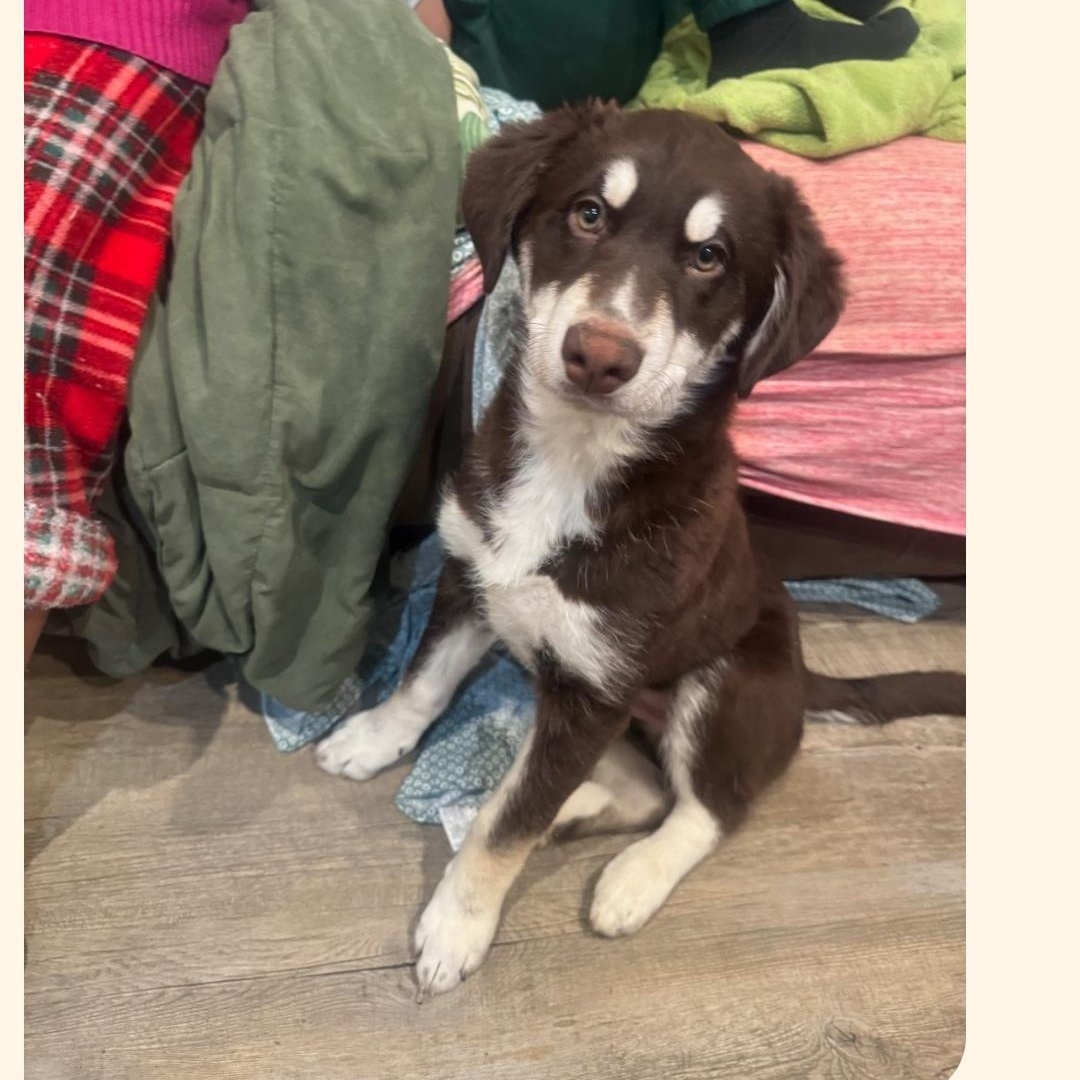 MAX, ADOPTABLE, Puppy Male Husky & Standard Poodle.