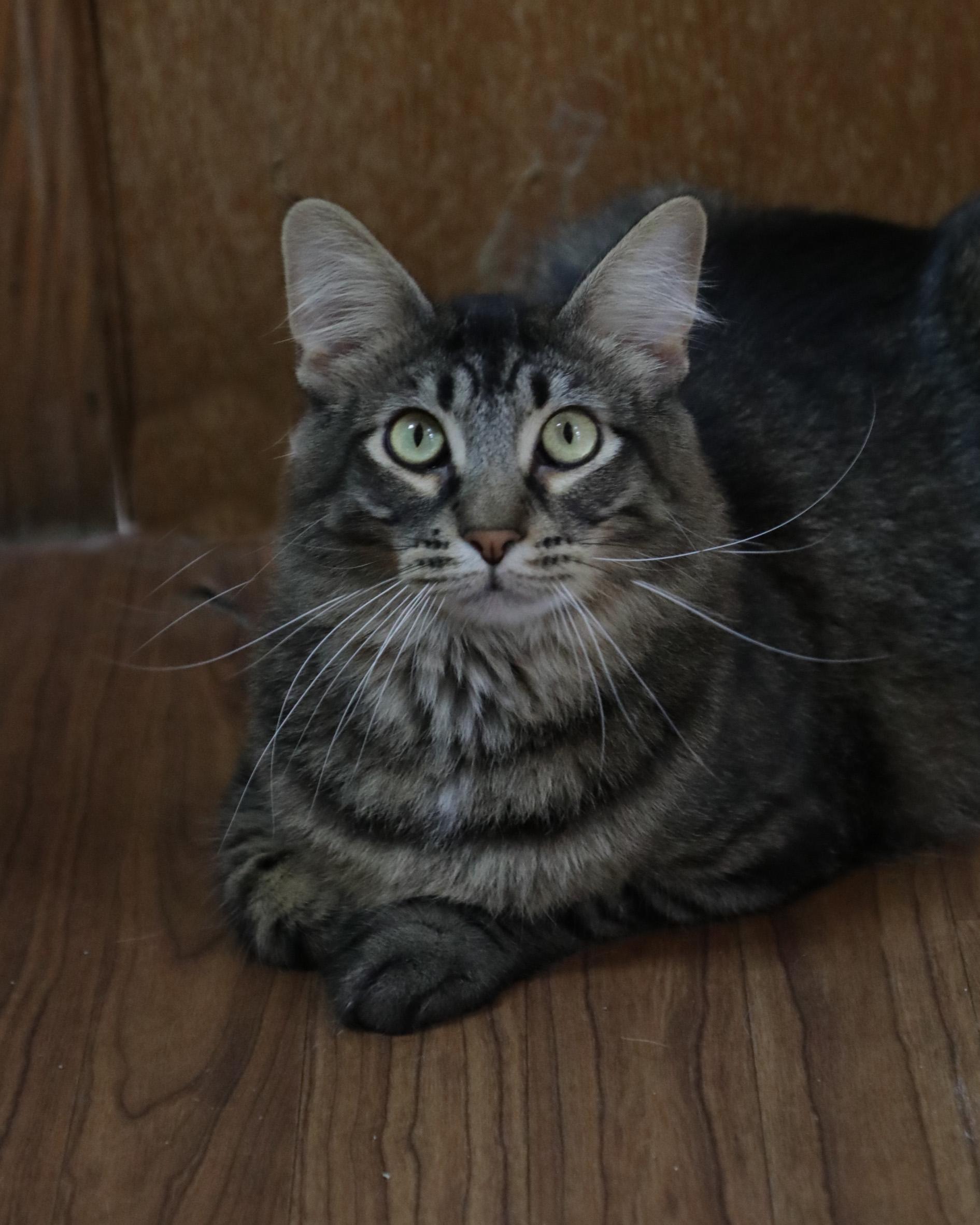 Harry, Adult Male Domestic Long Hair
