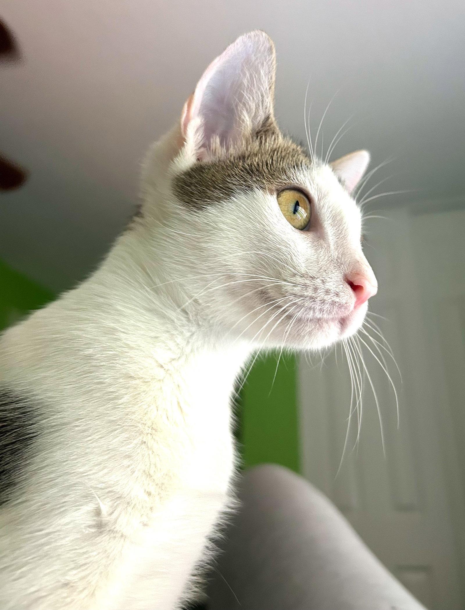 Loki - kitten, Adoptable, Kitten Male Domestic Short Hair.