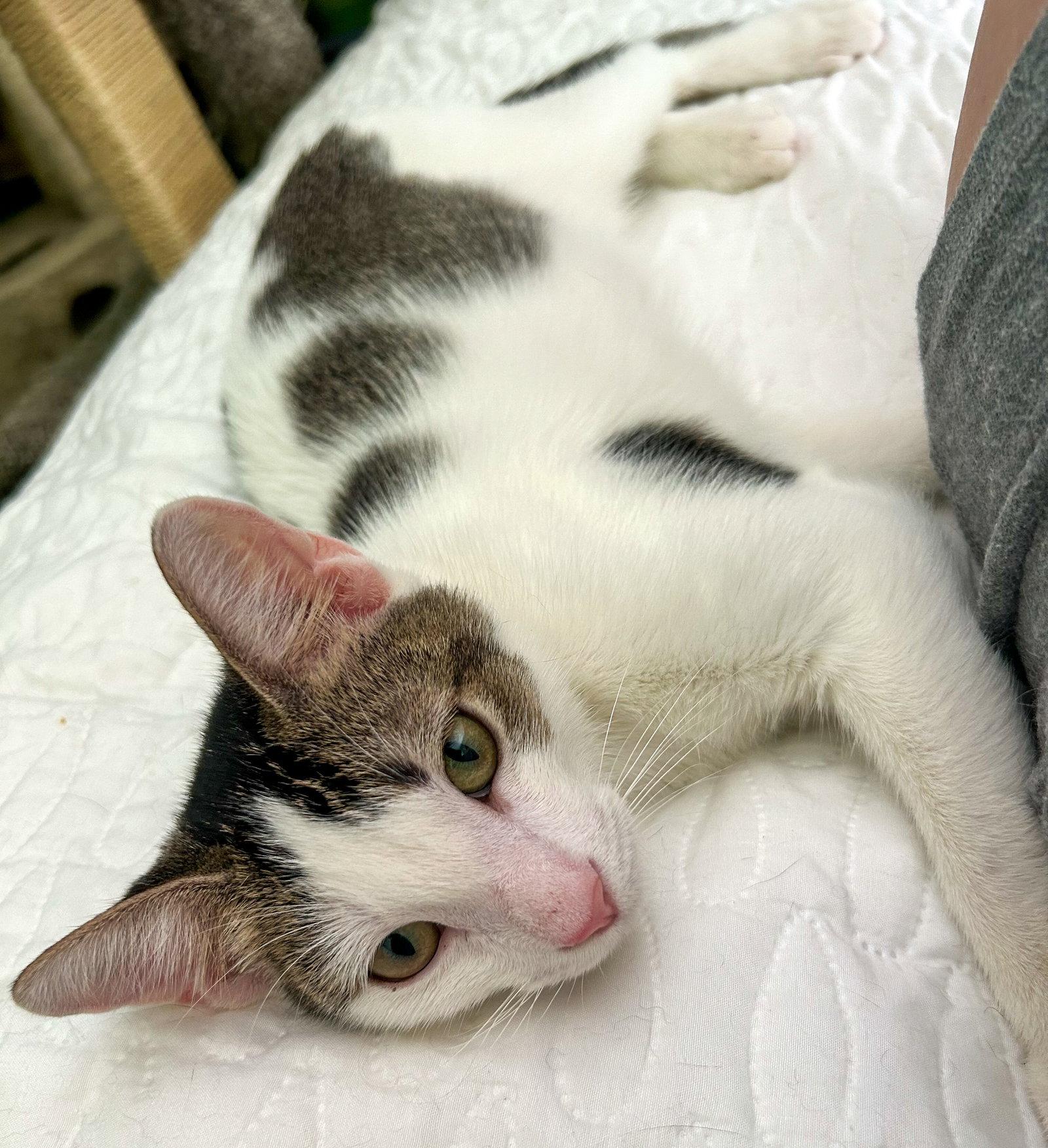 Enlarge Loki - kitten, a Adoptable Domestic Short Hair in Lighthouse Point, FL image 2/3