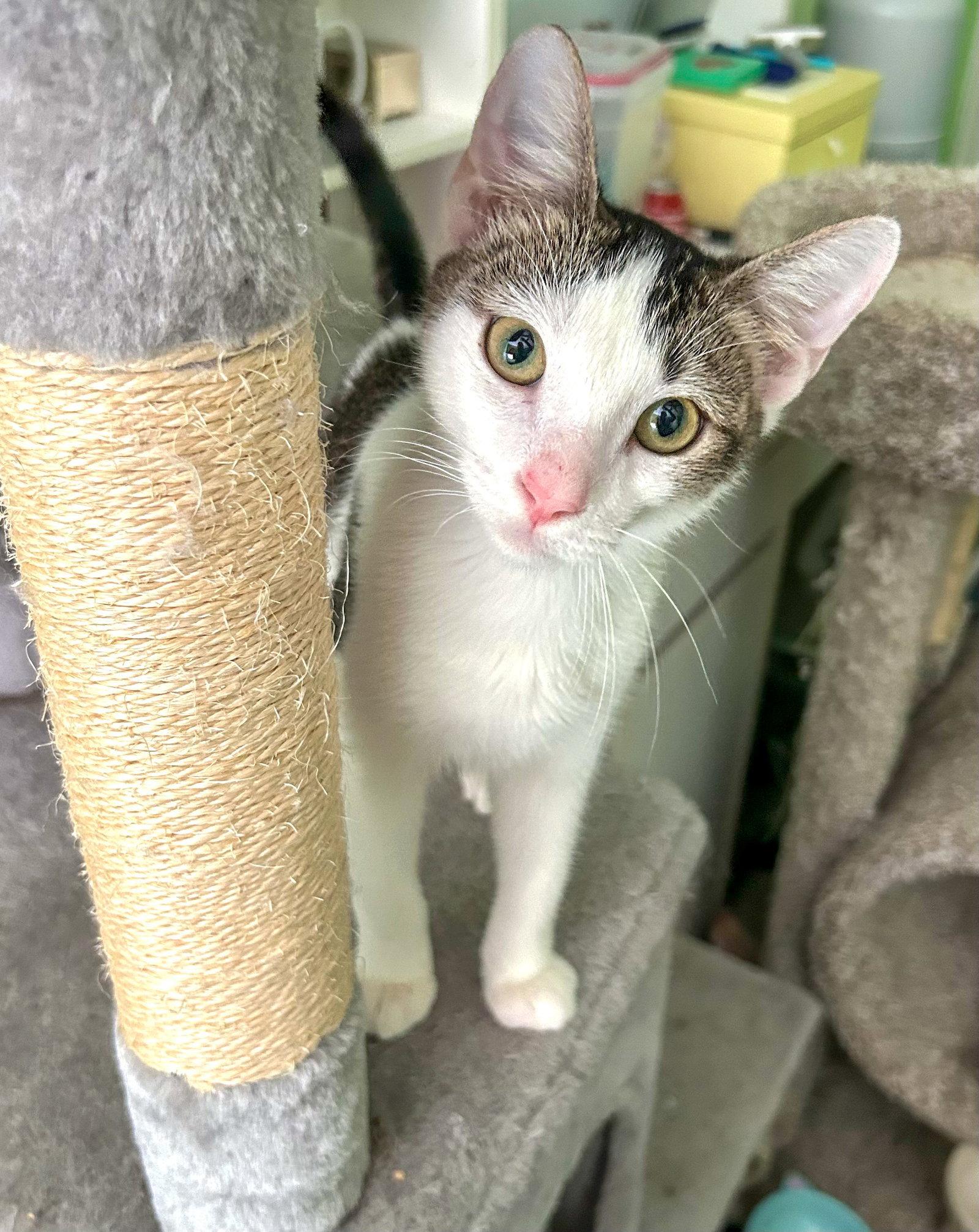 Enlarge Loki - kitten, a Adoptable Domestic Short Hair in Lighthouse Point, FL image 3/3