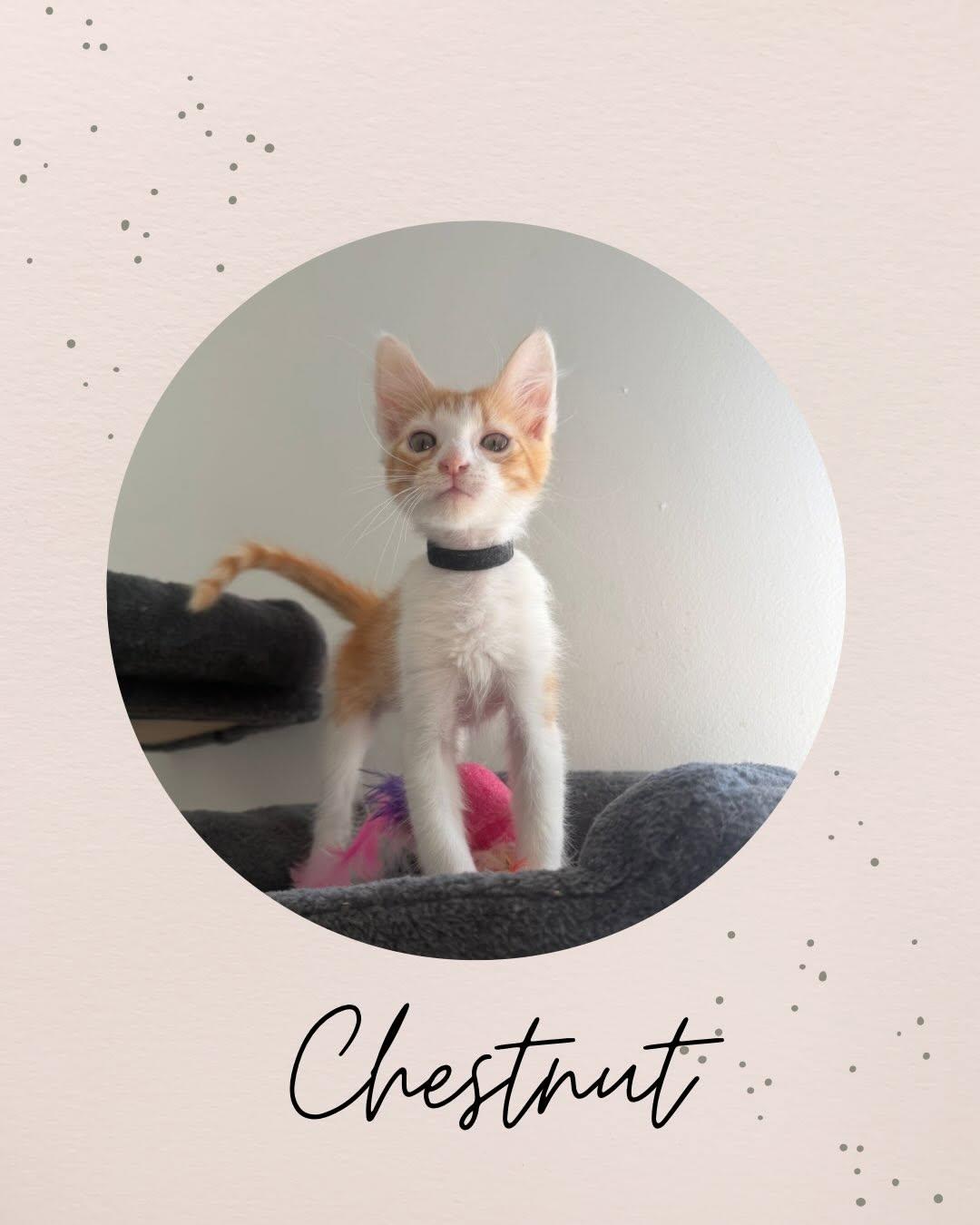 CHESTNUT, ADOPTABLE, Kitten Male Domestic Medium Hair.