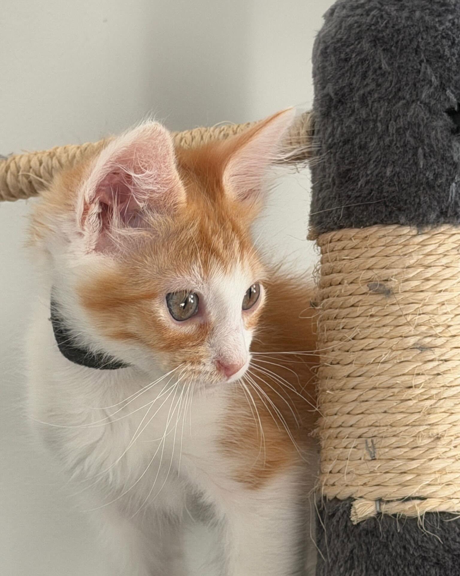 CHESTNUT, a ADOPTABLE mixed breed in Coquitlam, BC image 4/5