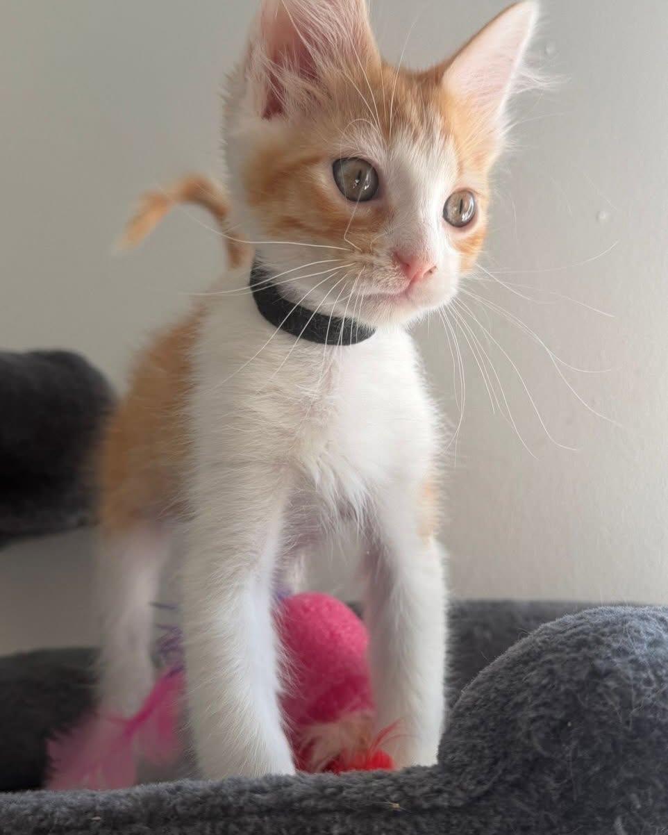 CHESTNUT, a ADOPTABLE mixed breed in Coquitlam, BC image 2/5