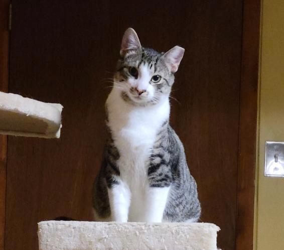 Enlarge Cattywampus / Spunky, a Adoptable mixed breed in Camp Hill, PA image 1/1