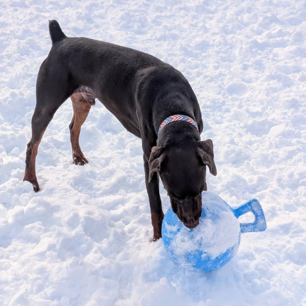 7816 Zeus, Adoptable, Adult Male Doberman Pinscher.