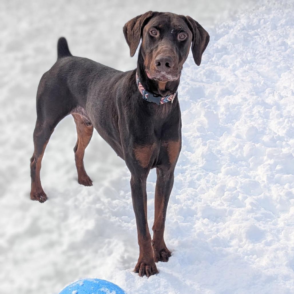 Enlarge 7816 Zeus, a Adoptable Doberman Pinscher in Sandown, NH image 2/3