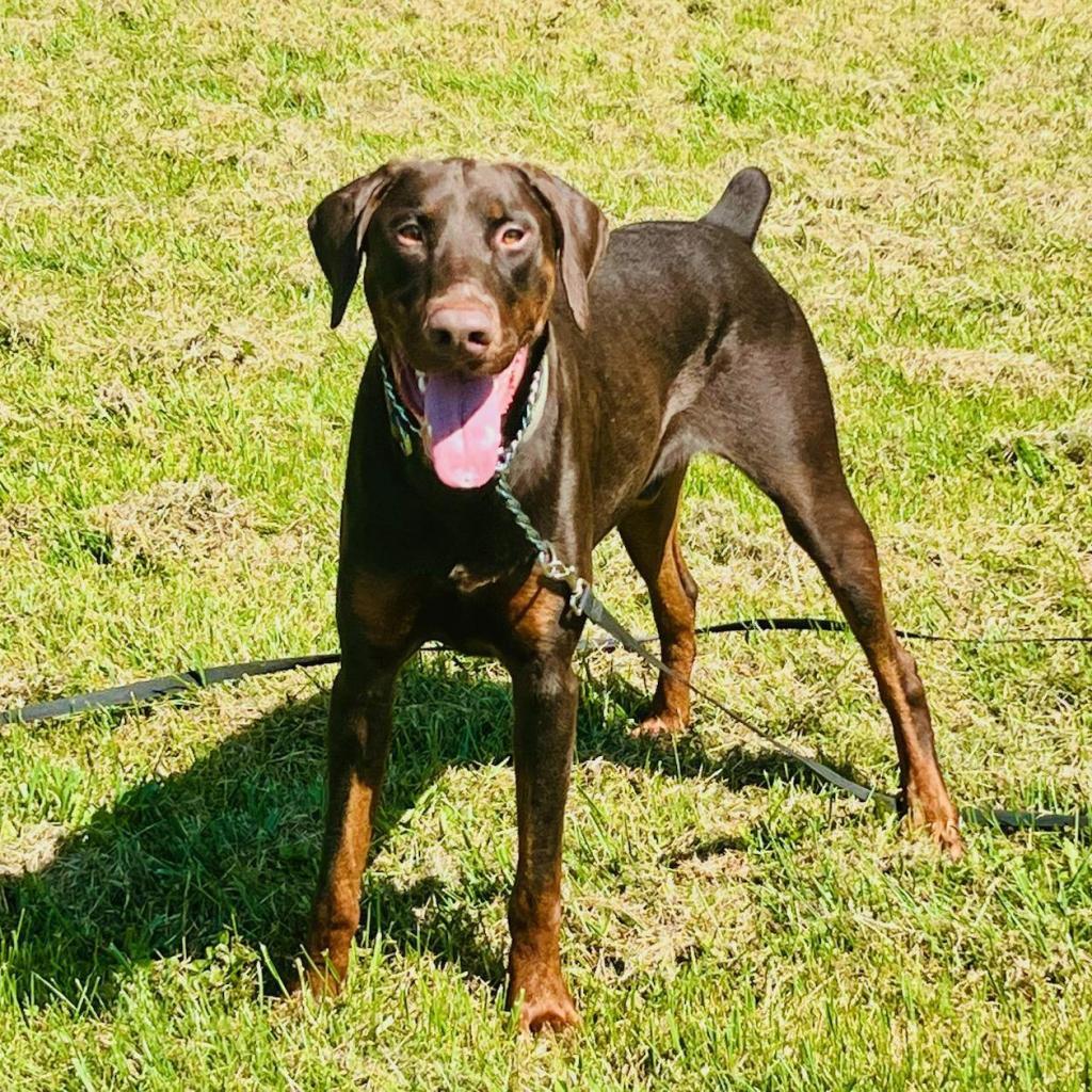 Enlarge 7816 Zeus, a Adoptable Doberman Pinscher in Sandown, NH image 3/4