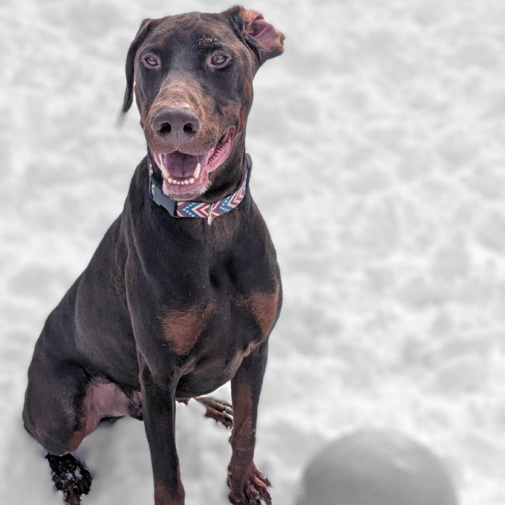 Enlarge 7816 Zeus, a Adoptable Doberman Pinscher in Sandown, NH image 3/3