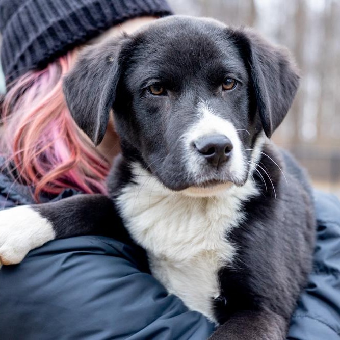Enlarge Brooks  (Male)   avail  1/10, an adopted mixed breed in West Grove, PA image 1/6