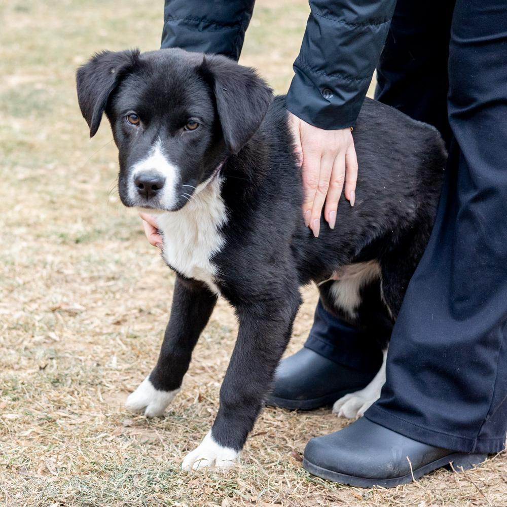 Enlarge Brooks  (Male)   avail  1/10, an adopted mixed breed in West Grove, PA image 6/6