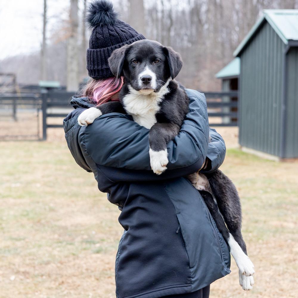 Enlarge Brooks  (Male)   avail  1/10, an adopted mixed breed in West Grove, PA image 5/6