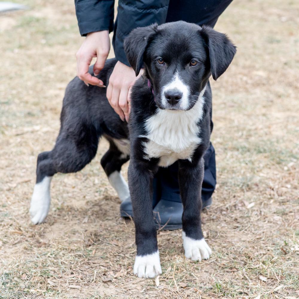 Enlarge Brooks  (Male)   avail  1/10, an adopted mixed breed in West Grove, PA image 2/6