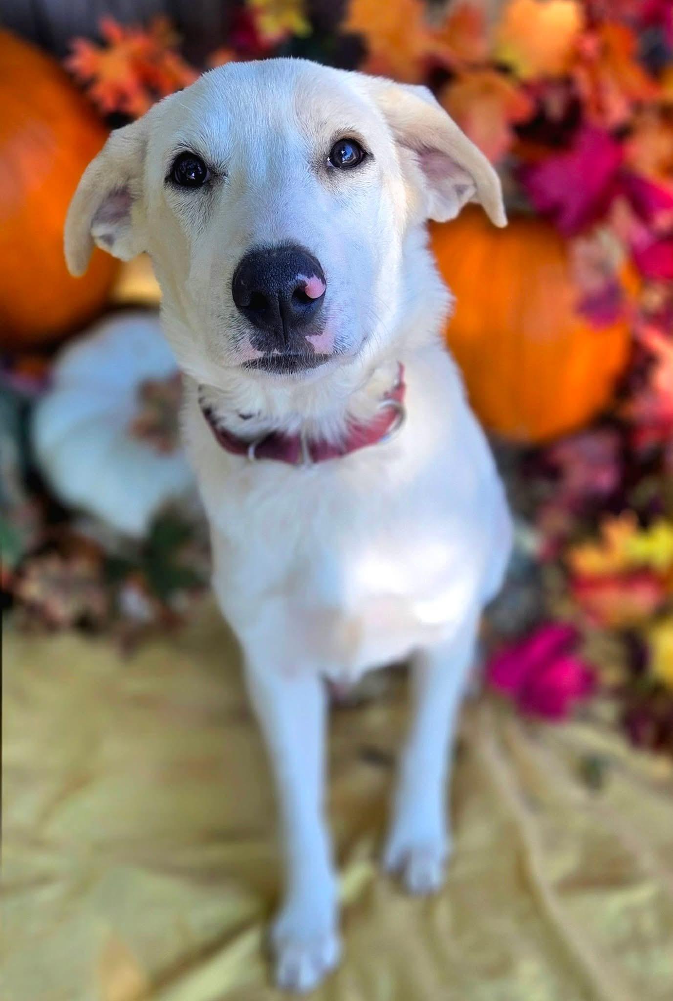 Enlarge Darbie, a Adoptable mixed breed in Mendham, NJ image 3/4