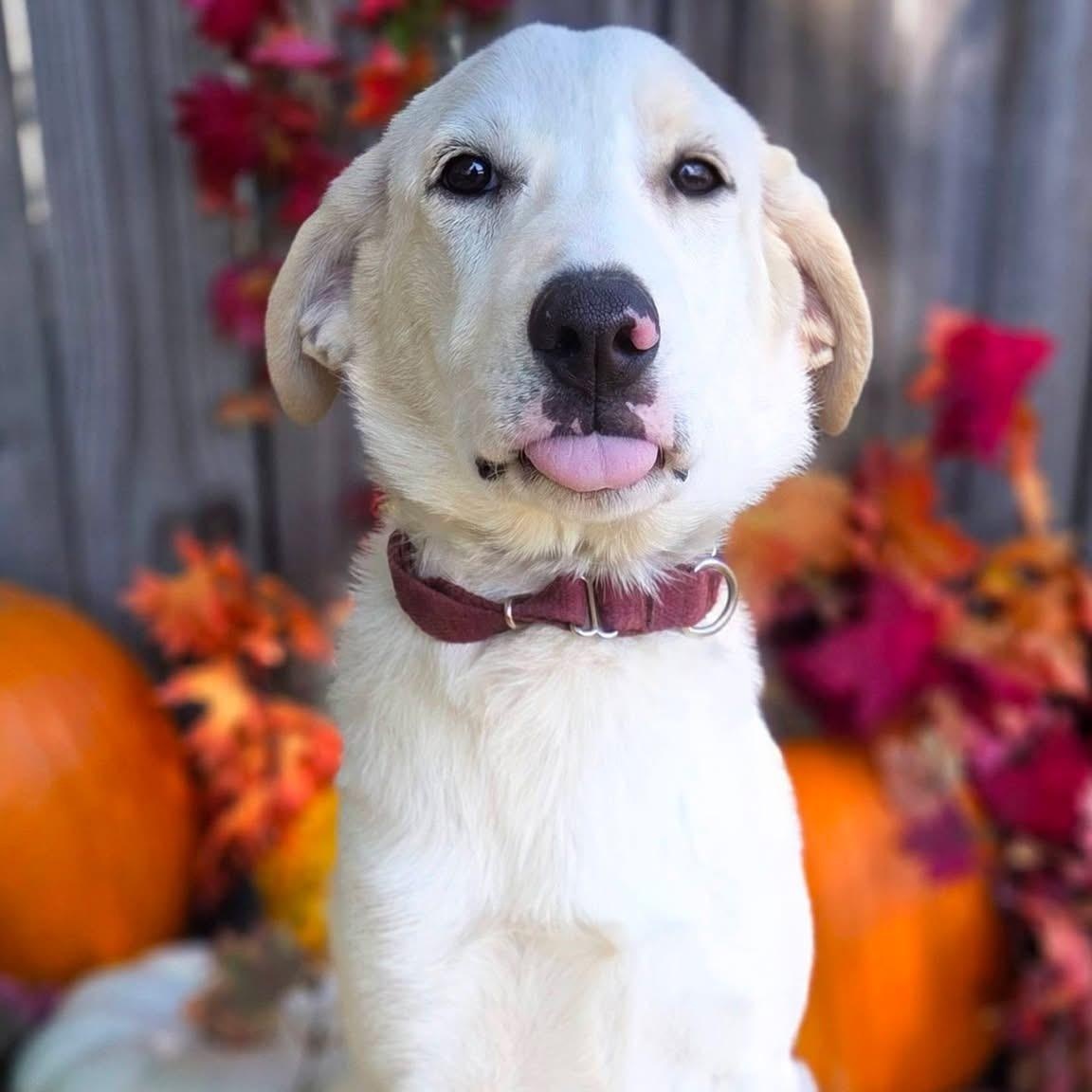 Enlarge Darbie, a Adoptable mixed breed in Mendham, NJ image 2/4