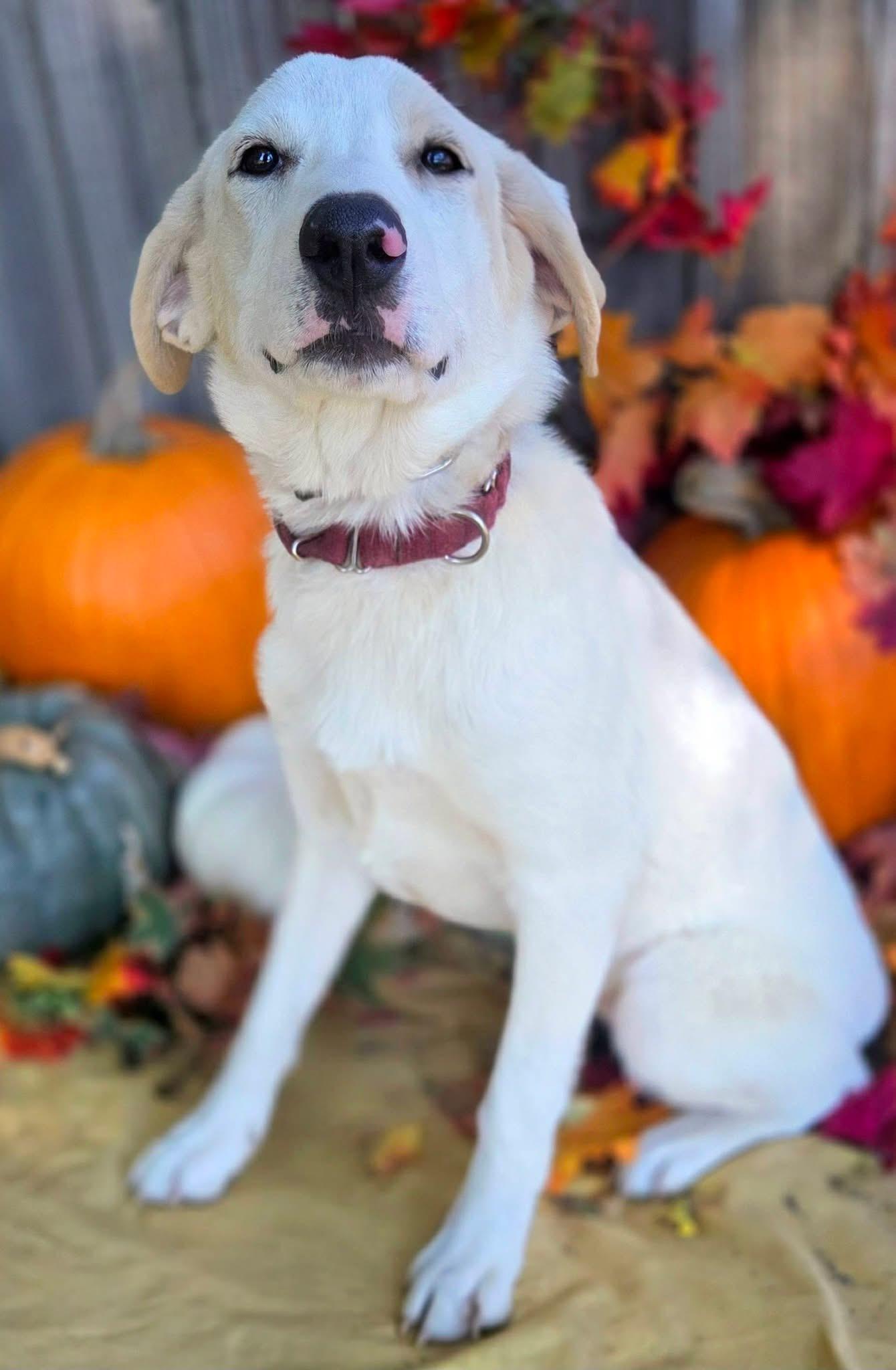 Enlarge Darbie, a Adoptable mixed breed in Mendham, NJ image 4/4