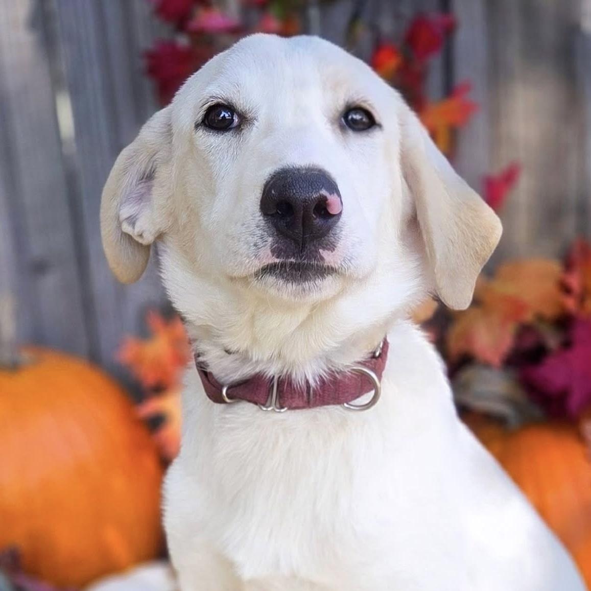 Darbie, Adoptable, Young Female Labrador Retriever.