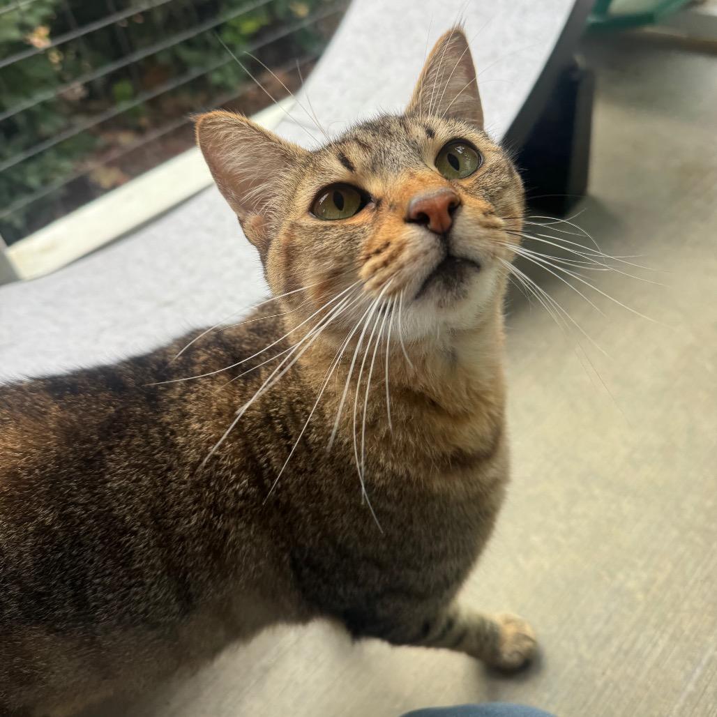Sorbetto, Adoptable, Adult Male Domestic Short Hair.
