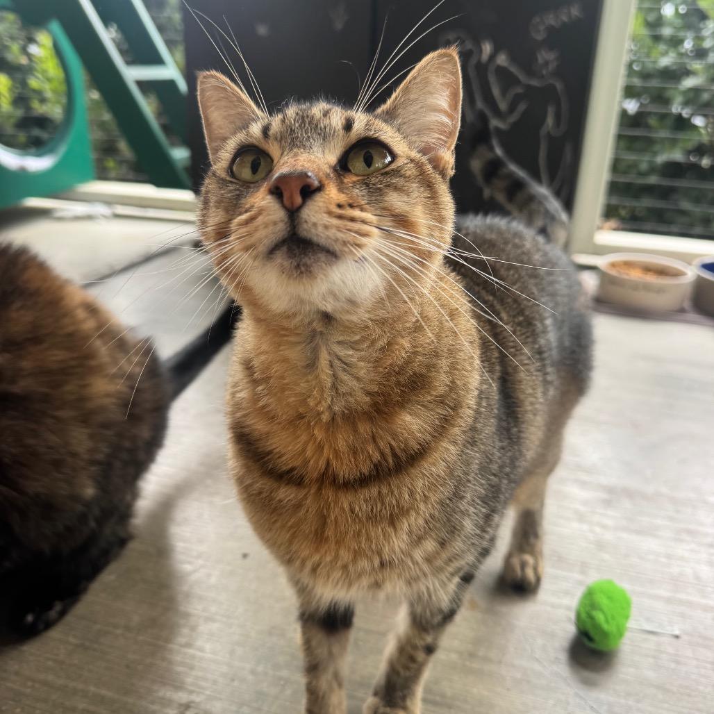 Sorbetto, a Adoptable Domestic Short Hair in Buellton, CA image 2/2