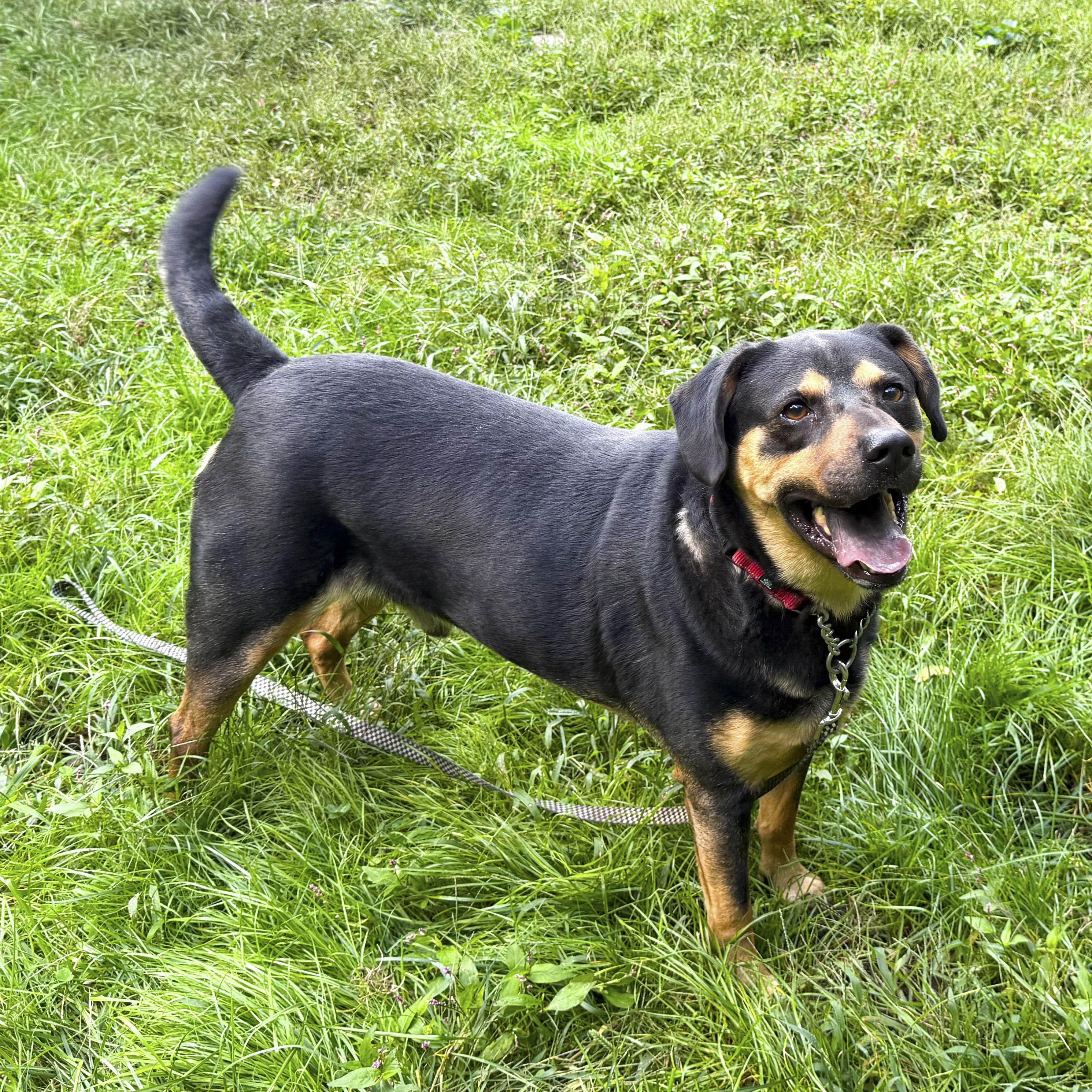 Enlarge Scruff, a Adoptable mixed breed in Springfield, MA image 2/6