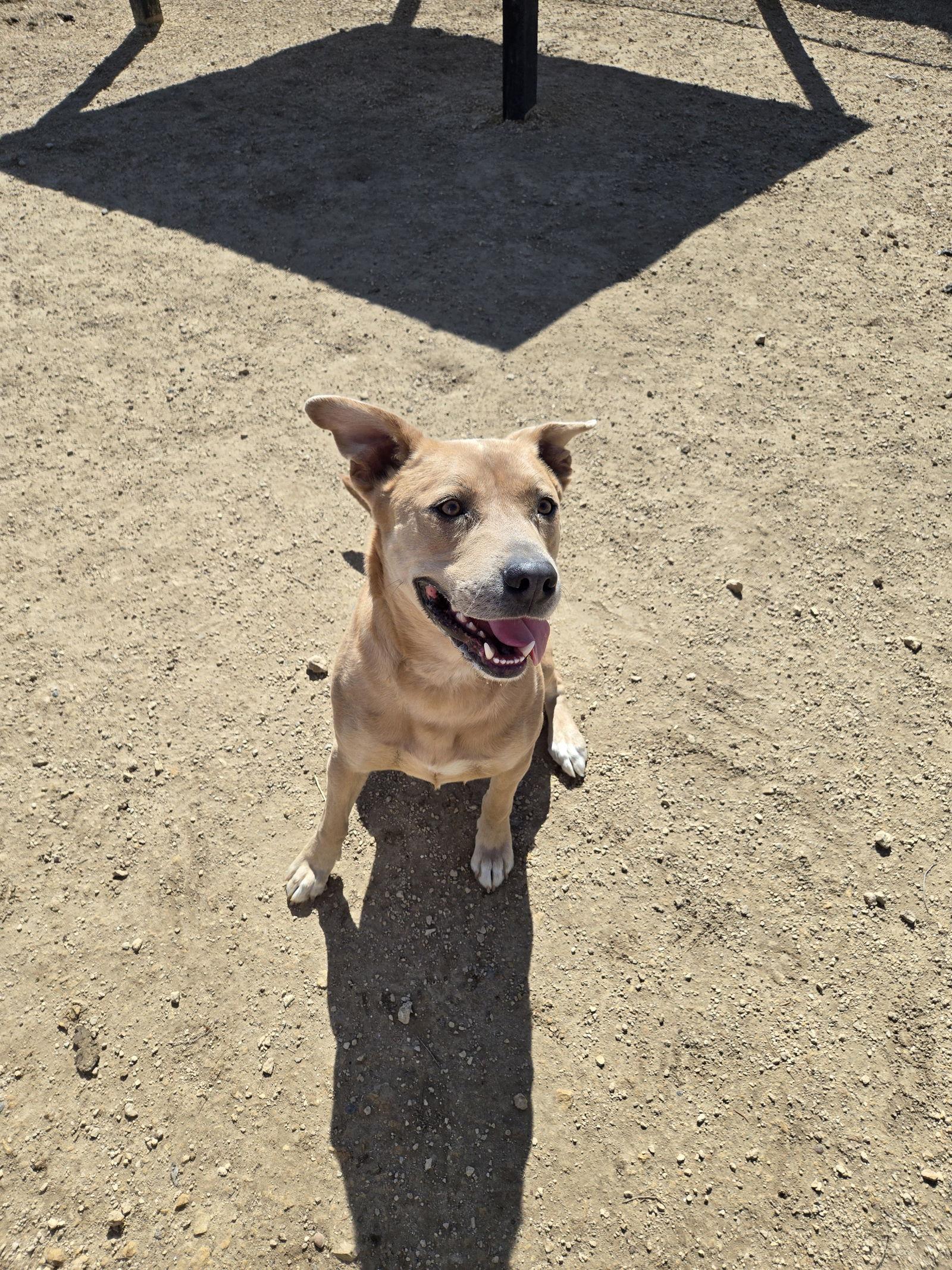 Enlarge Milo, a Adoptable Mountain Cur in Maquoketa, IA image 1/1