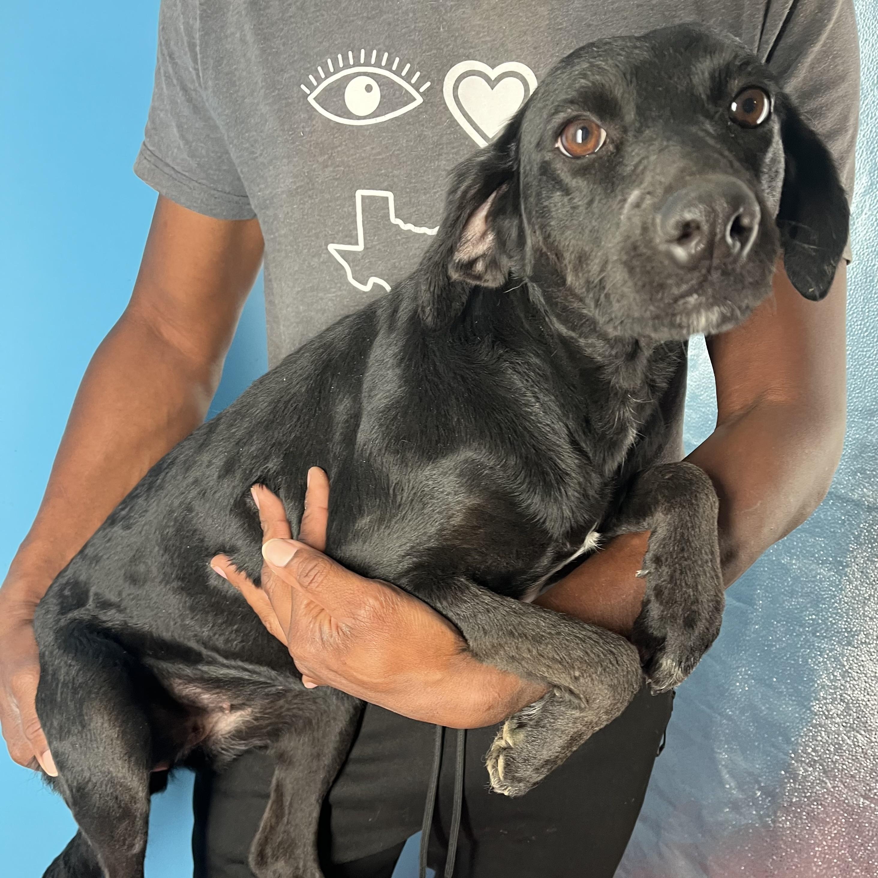 Lilly - Local April 10-12, adoptable, Puppy Female Labrador Retriever.