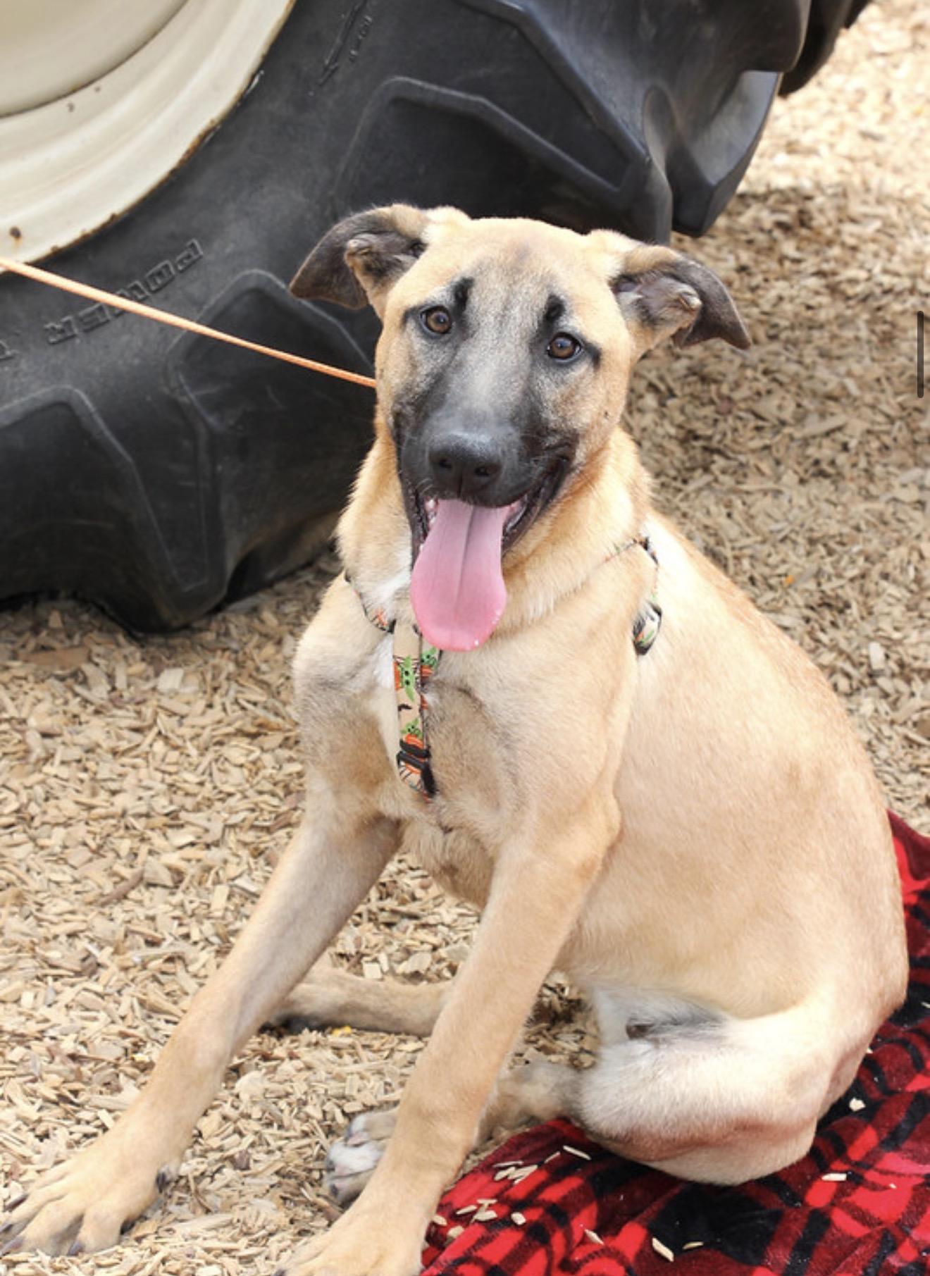 Darwin, Adoptable, Puppy Female Shepherd.