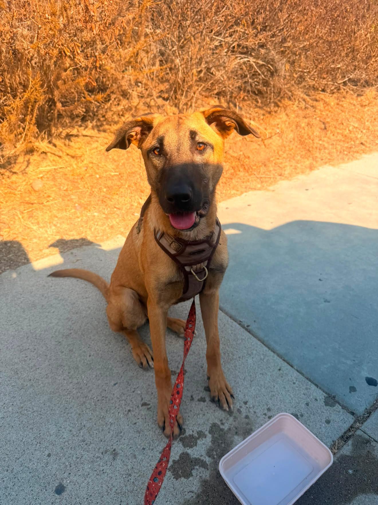 Enlarge Darwin, a Adoptable mixed breed in San Diego, CA image 2/5