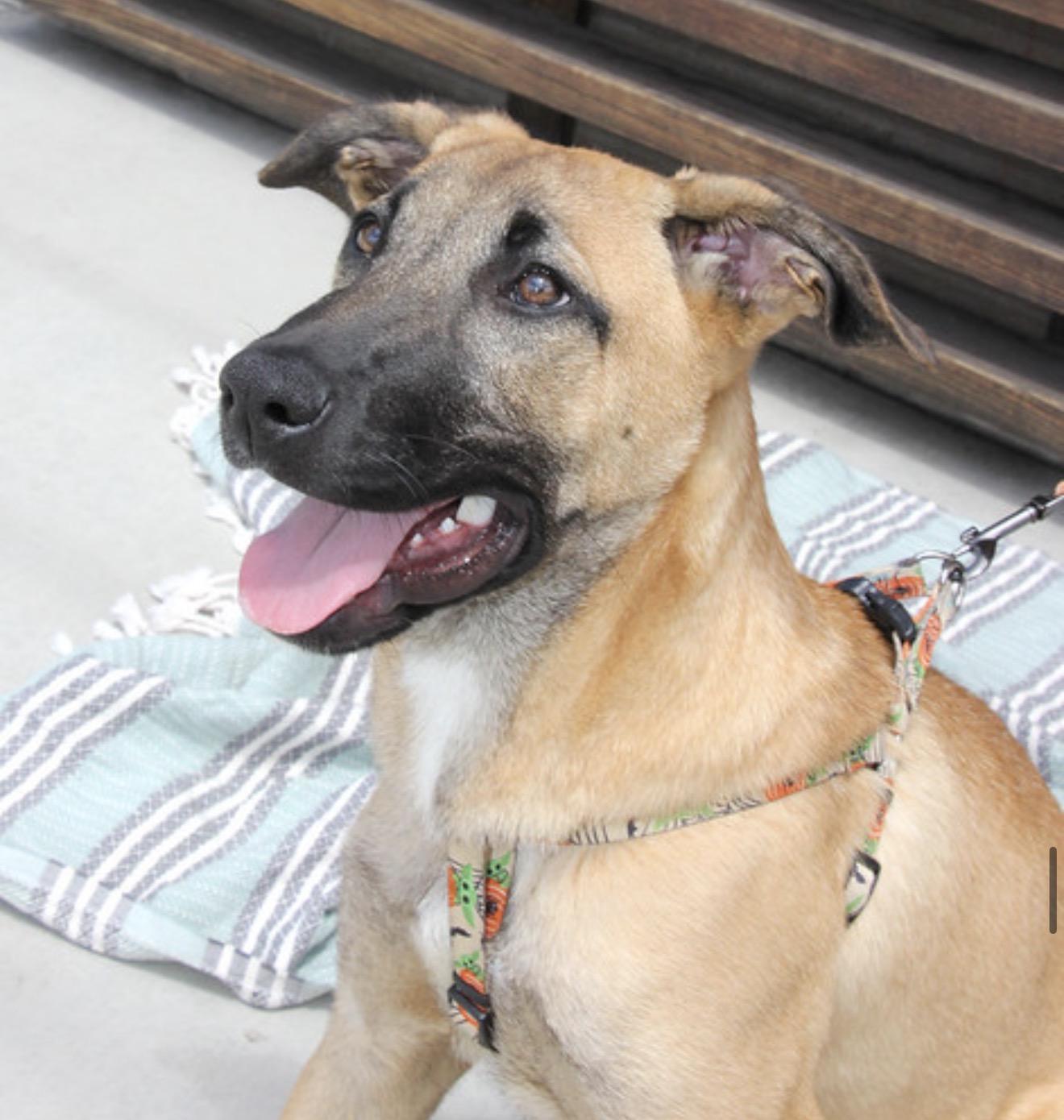 Enlarge Darwin, a Adoptable mixed breed in San Diego, CA image 3/5