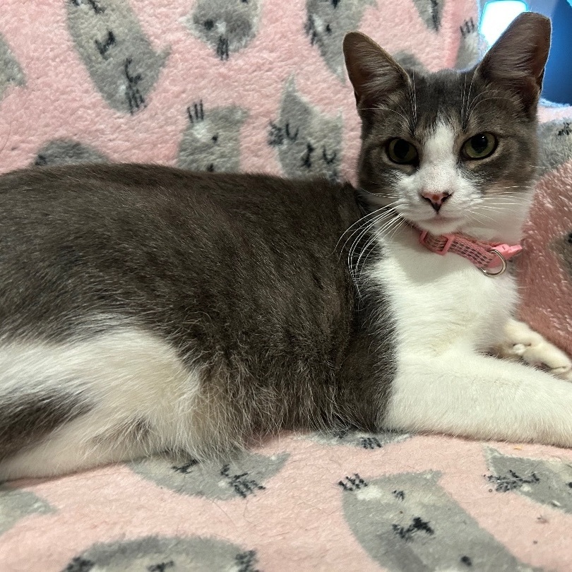 Rosie, a Adopted Domestic Short Hair image 1/6