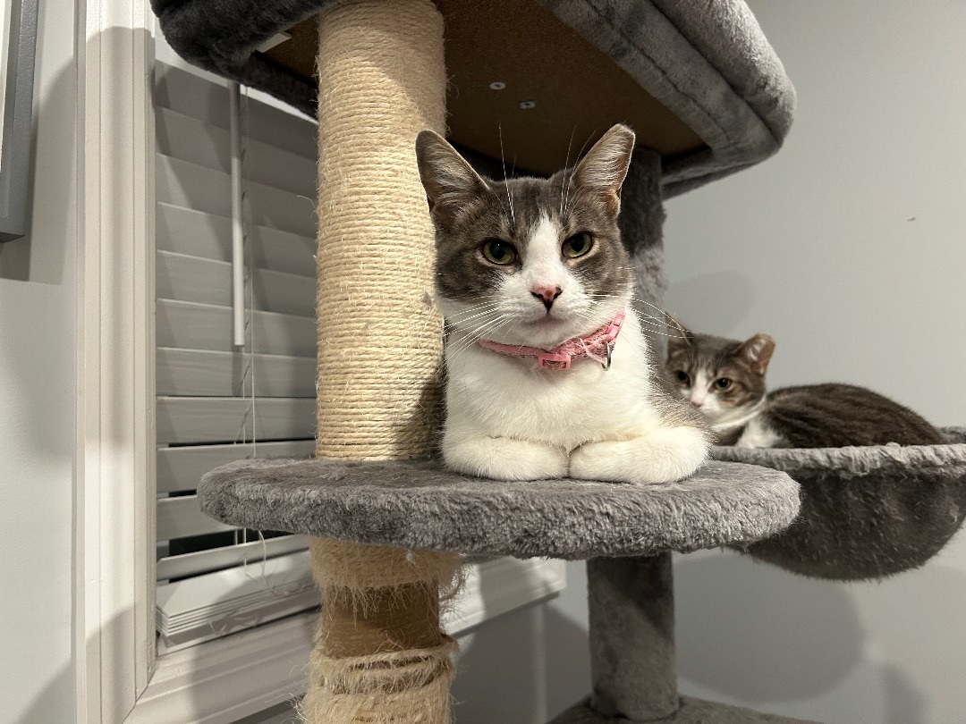 Rosie, a Adopted Domestic Short Hair image 2/6