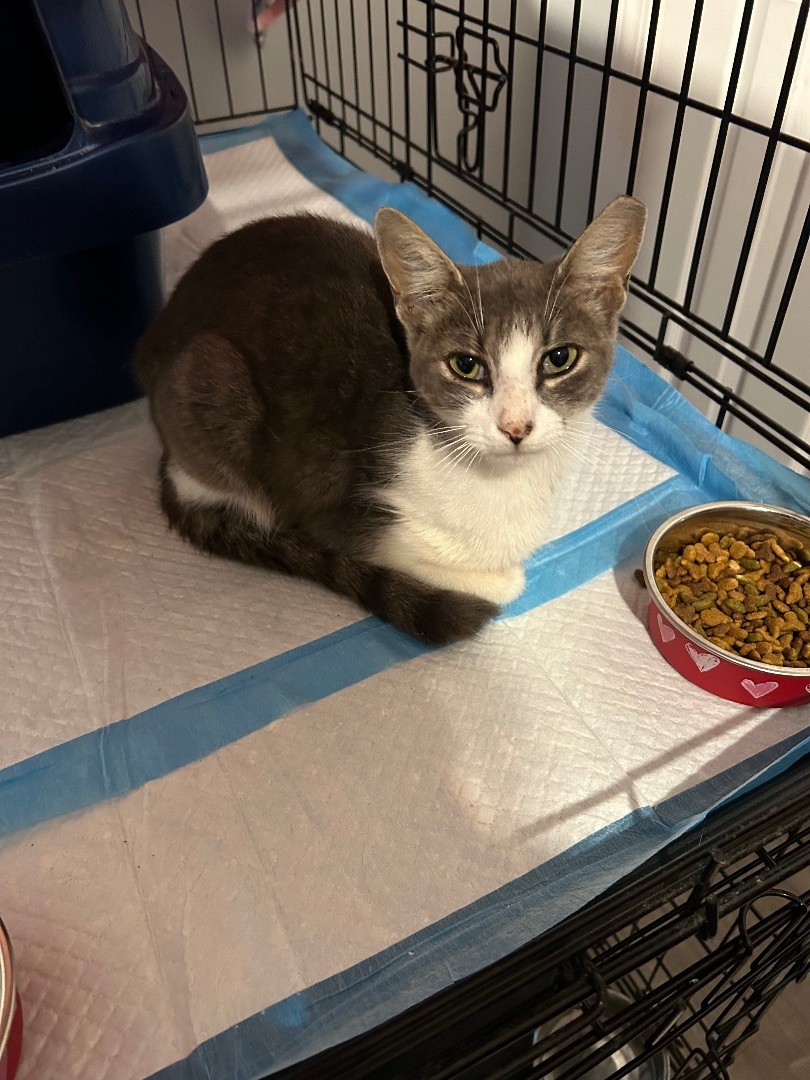 Rosie, Adopted, Young Female Domestic Short Hair.