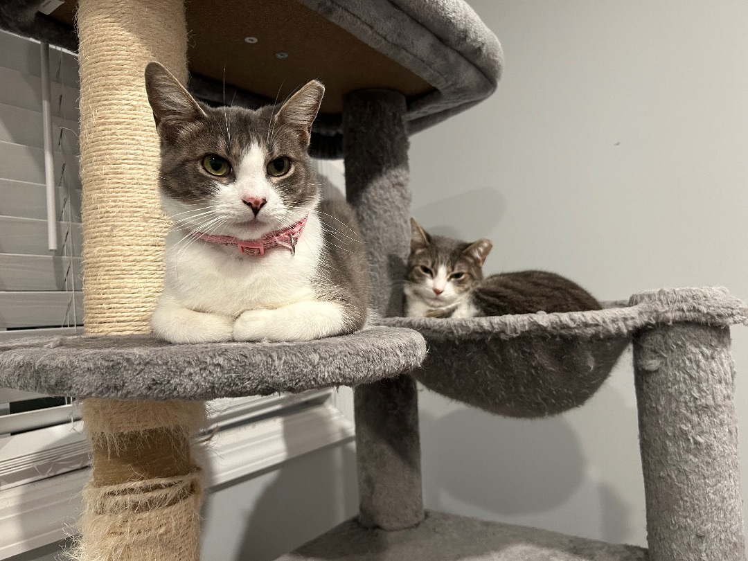 Rosie, a Adopted Domestic Short Hair image 4/6