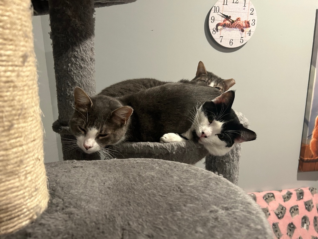 Rosie, a Adopted Domestic Short Hair image 5/6