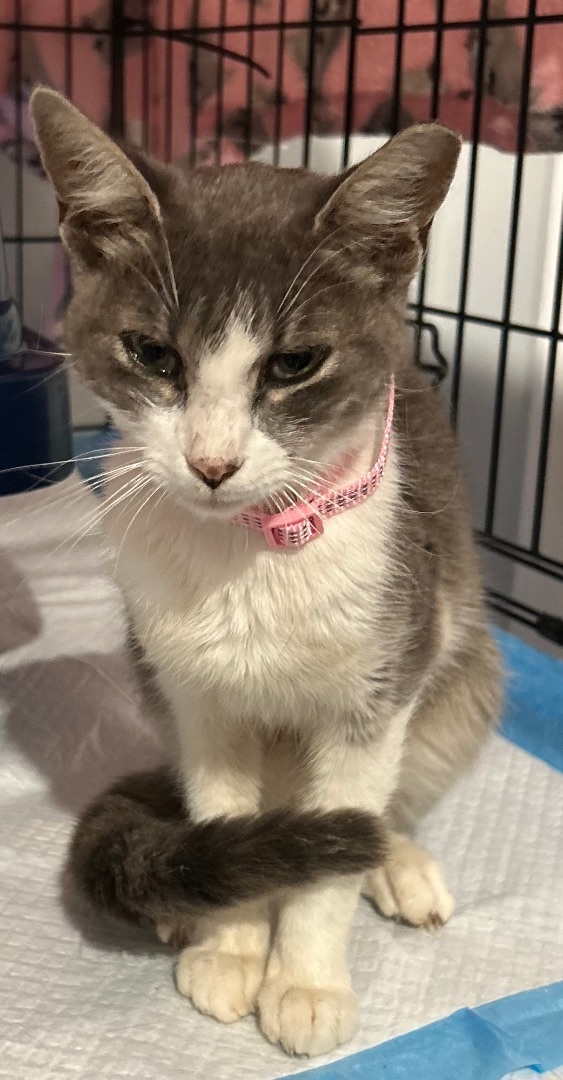 Rosie, a Adopted Domestic Short Hair image 6/6