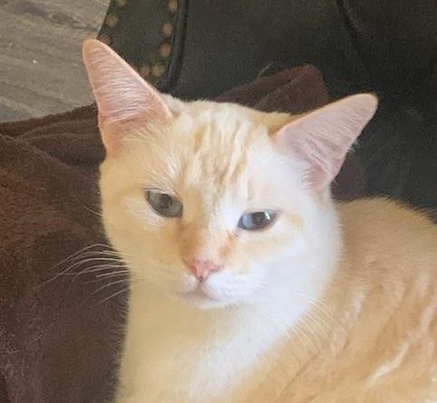 Haley, Adoptable, Adult Female Domestic Short Hair.