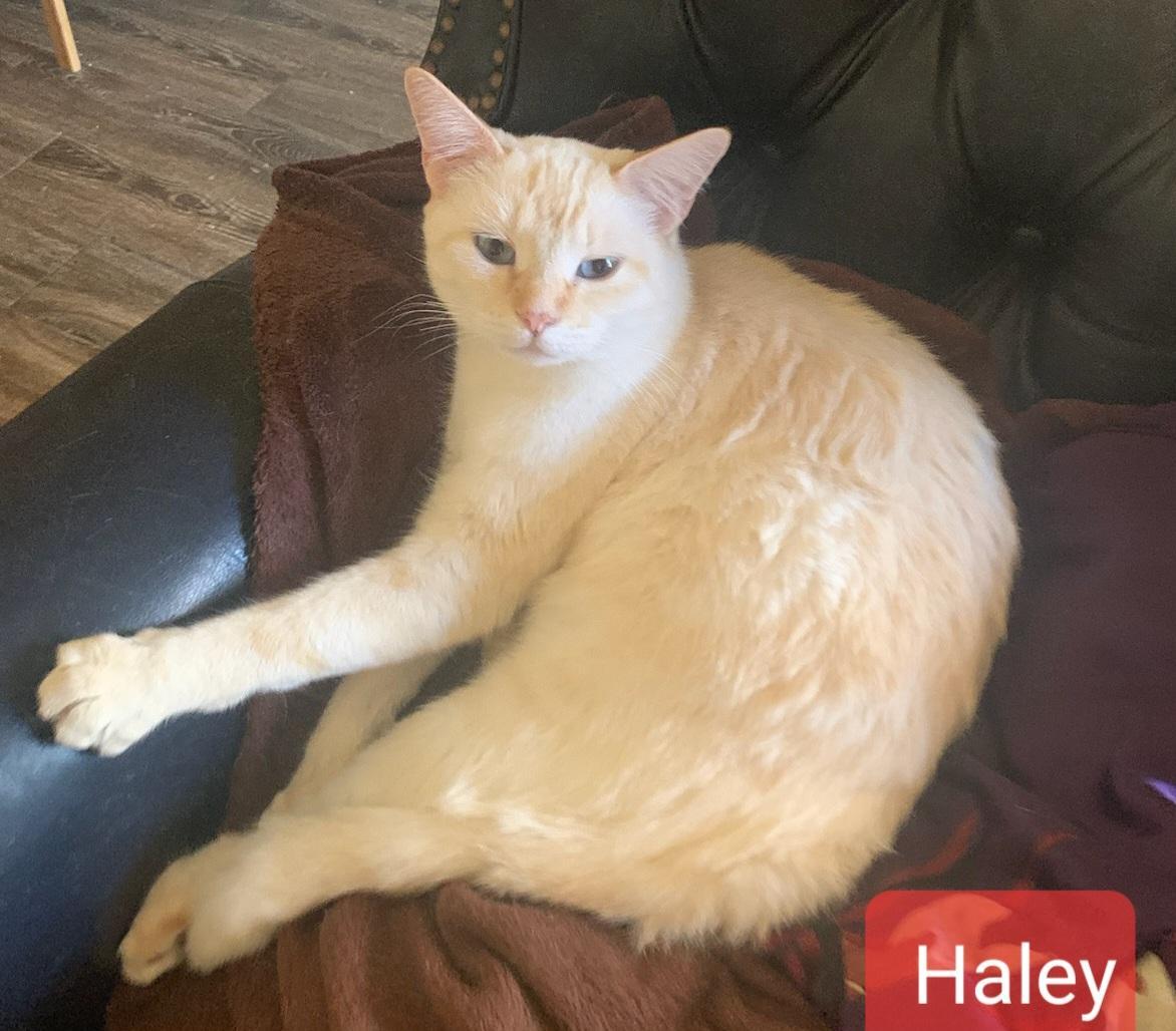 Haley, a Adoptable Domestic Short Hair in Las Cruces, NM image 2/12