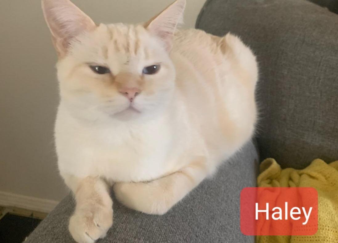 Haley, a Adoptable Domestic Short Hair in Las Cruces, NM image 3/12