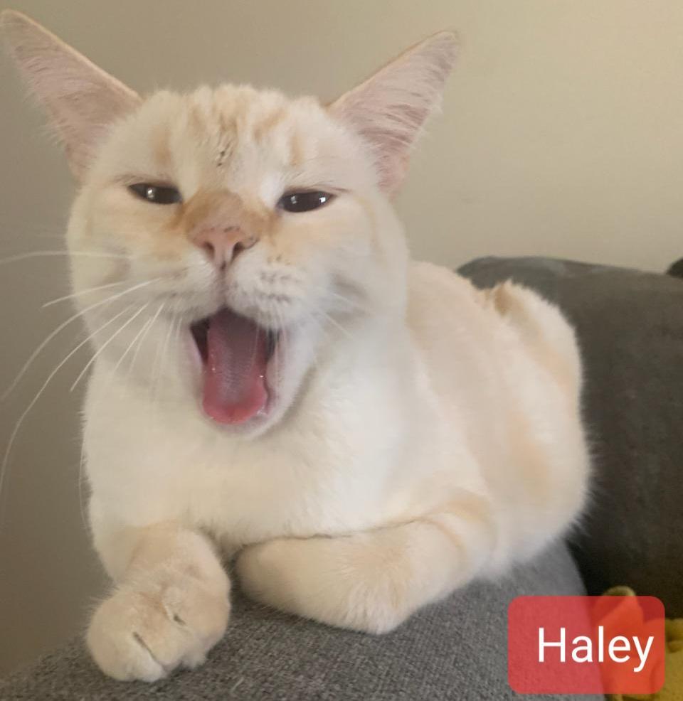 Haley, a Adoptable Domestic Short Hair in Las Cruces, NM image 4/12