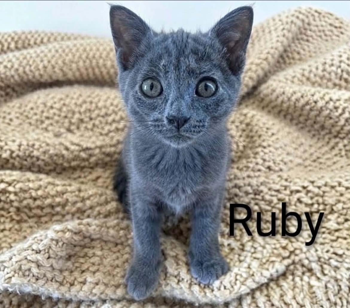 Ruby - Adopted 8/22/26, an adopted Russian Blue in Livonia, MI image 1/2