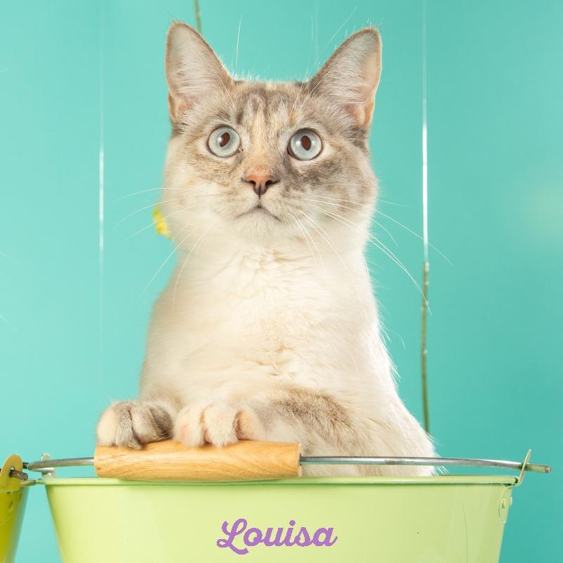 Louisa, Adoptable, Adult Female Domestic Medium Hair & Siamese.