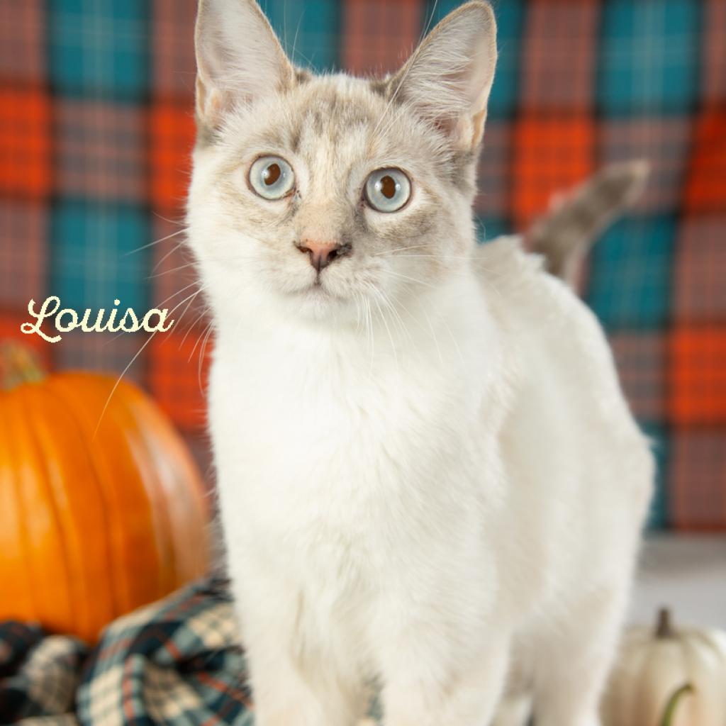 Louisa, a Adoptable mixed breed in Springfield, MO image 2/4